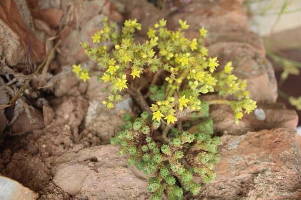 Miniature Joshua Tree