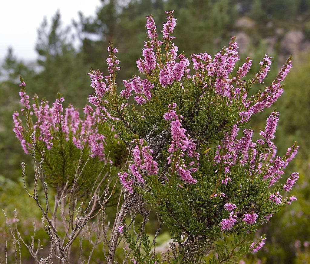 Scottish Heather