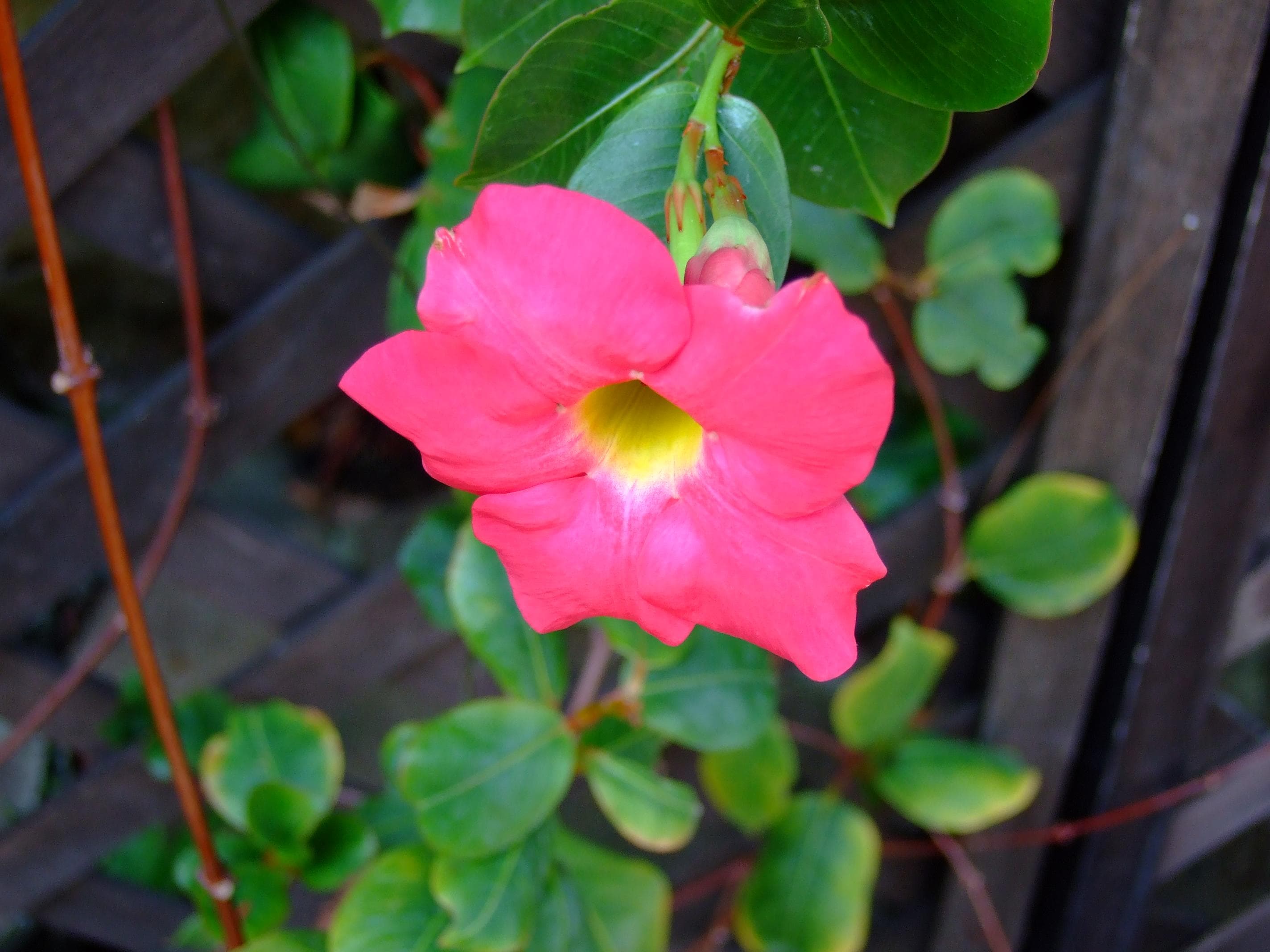 Brazilian jasmine