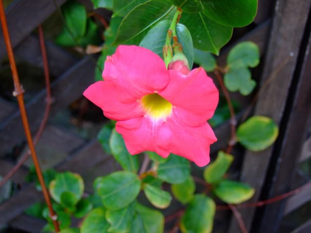 Brazilian jasmine