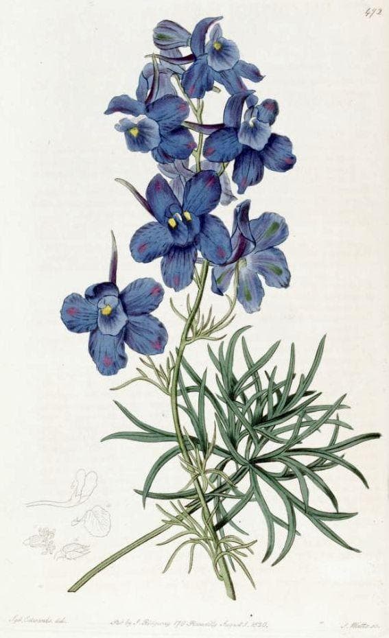 Chinese delphinium (Delphinium grandiflorum) plant