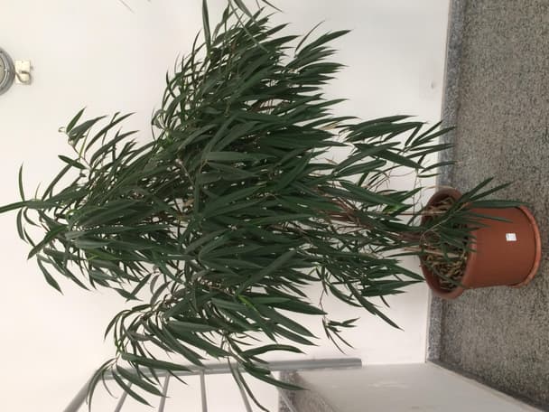 Alii fig