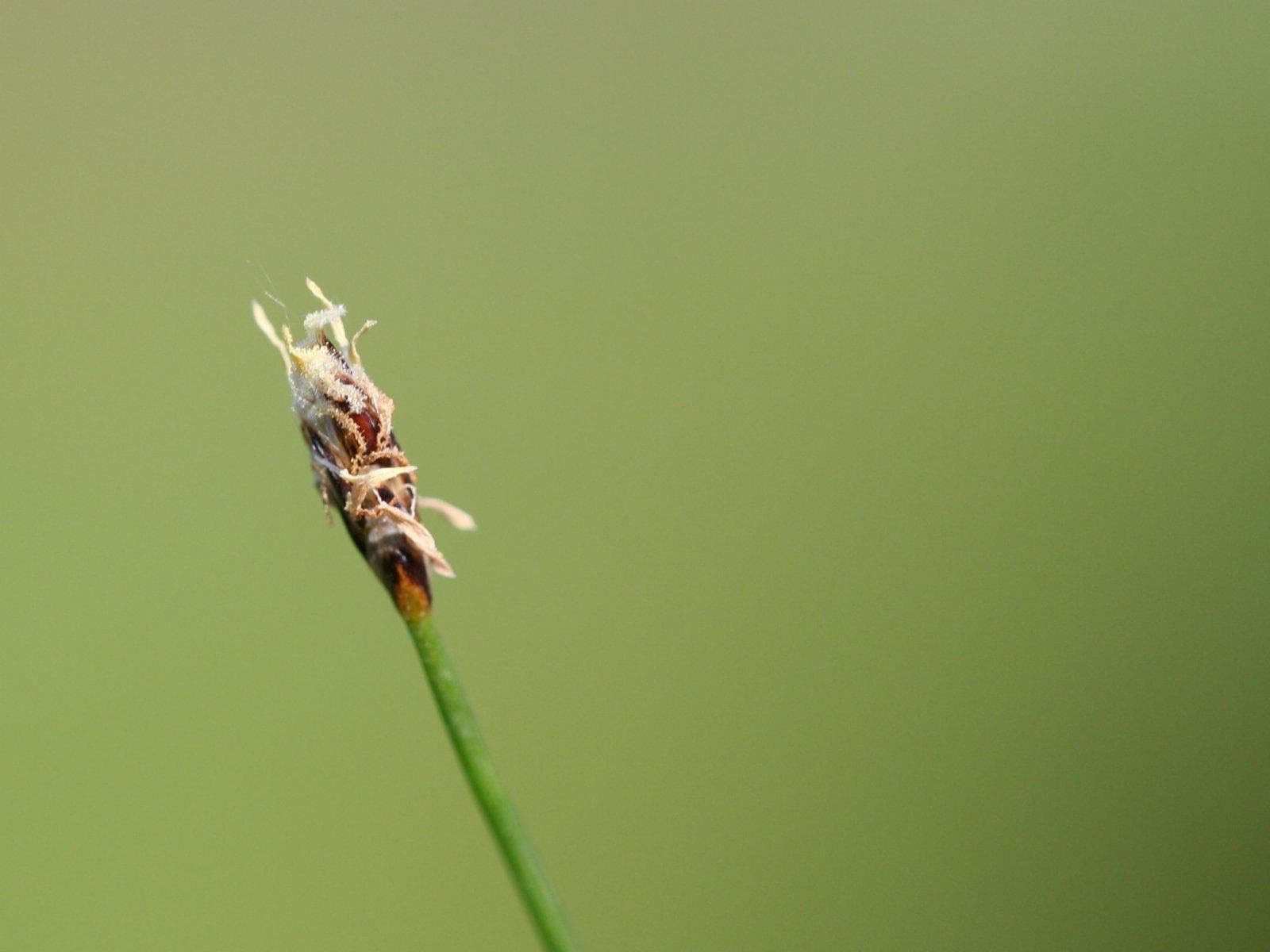 Needle Spikerush