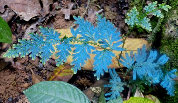 Peacock Fern