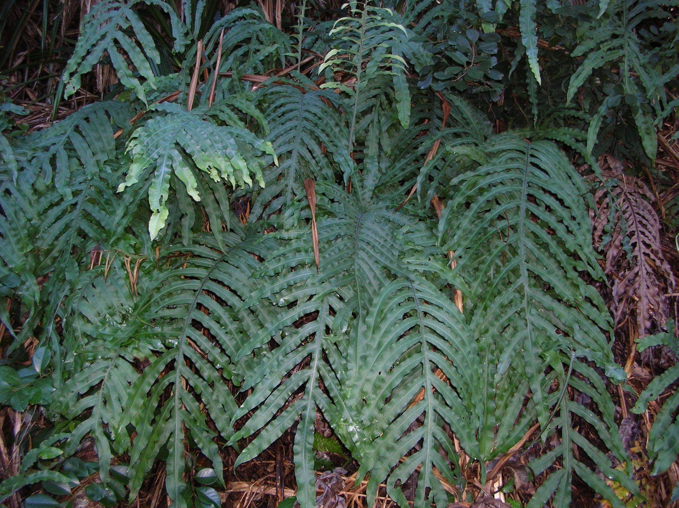 Blue star fern