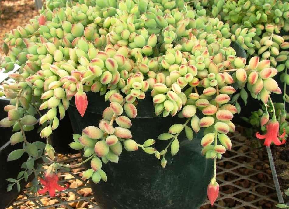 Cliff Cotyledon