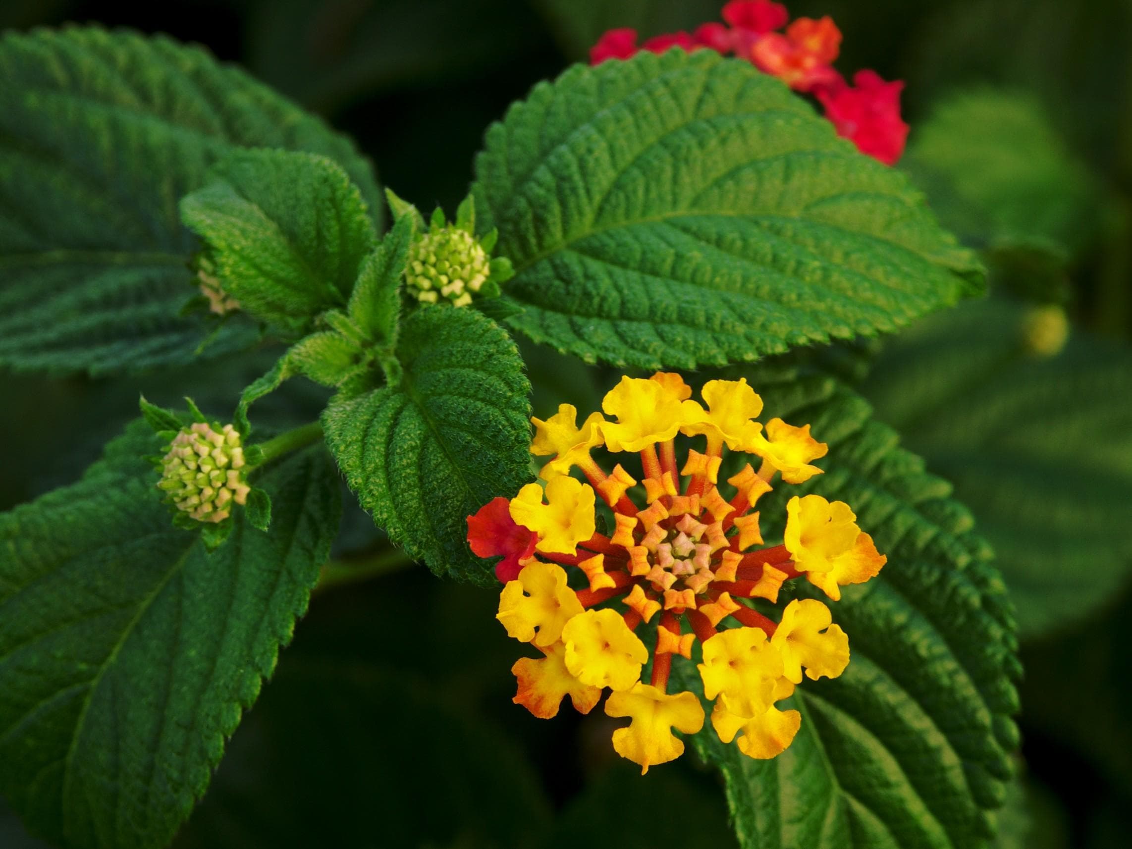 West Indian Lantana