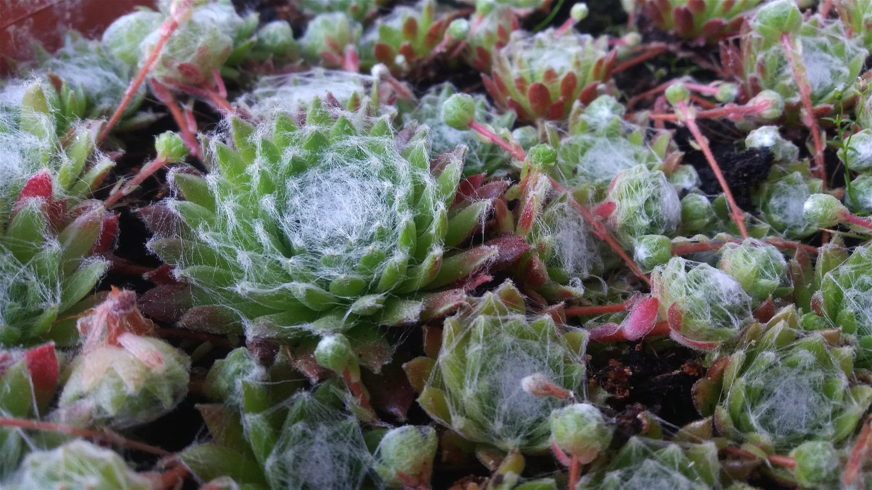 Cobweb Houseleek