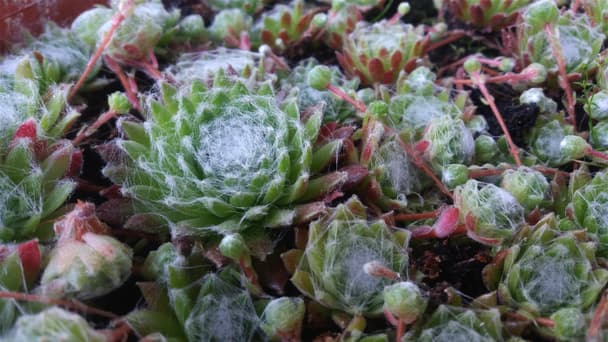 Cobweb Houseleek