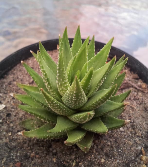 Fasciated haworthia