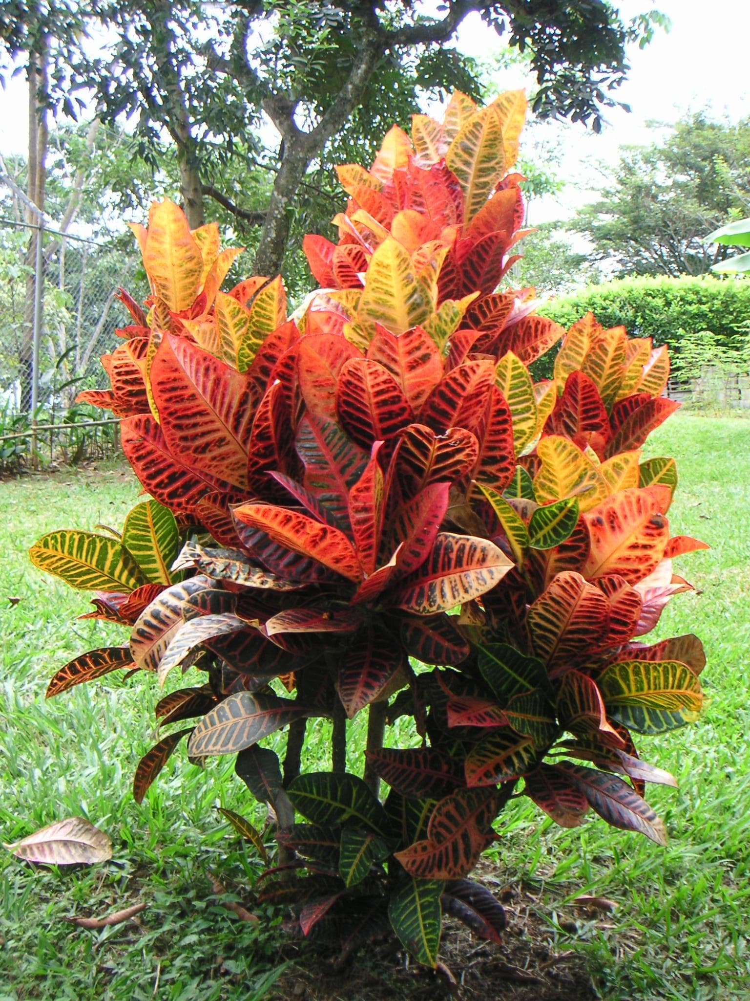 Garden croton