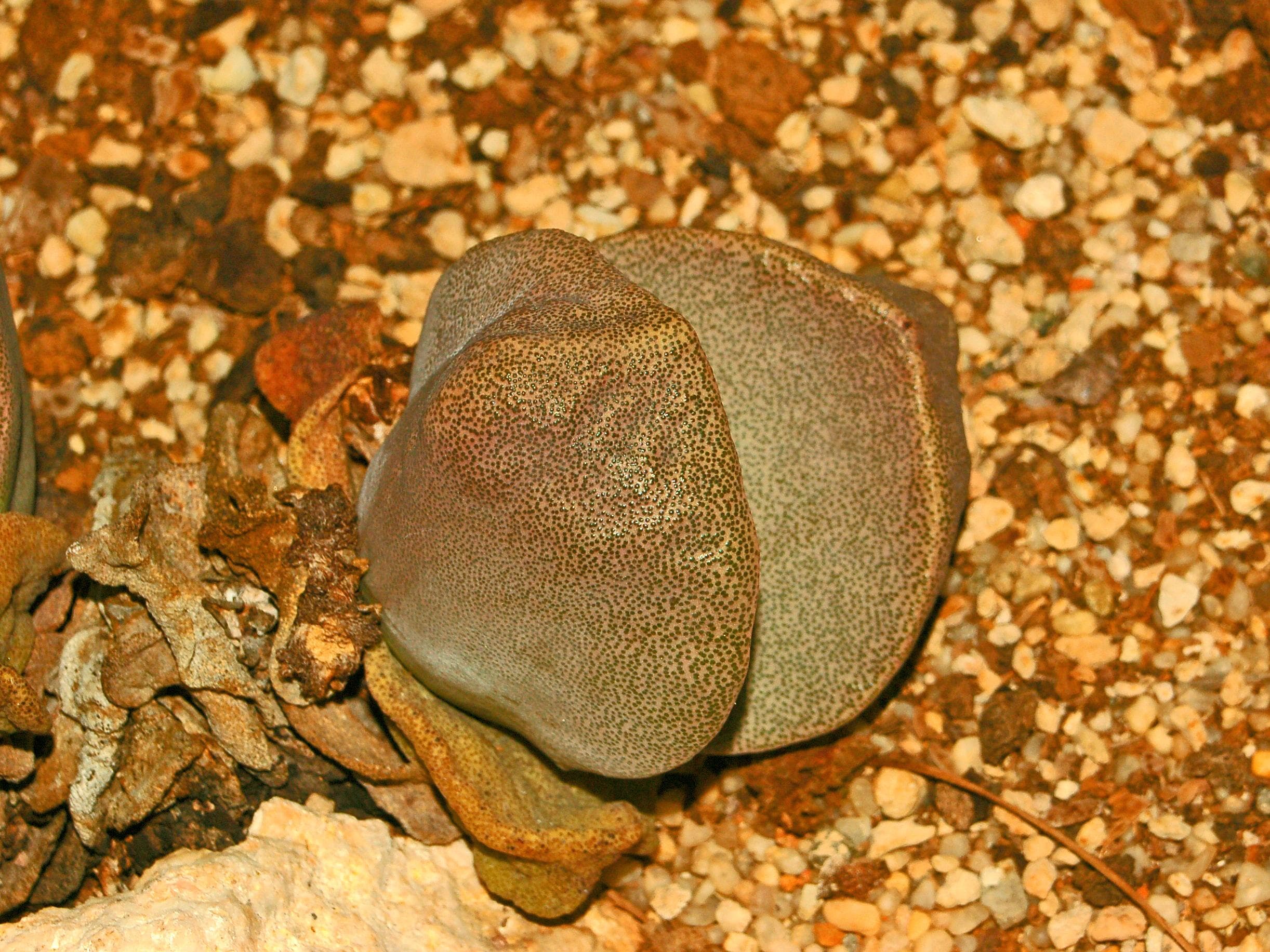 Splitrock Quaggafig
