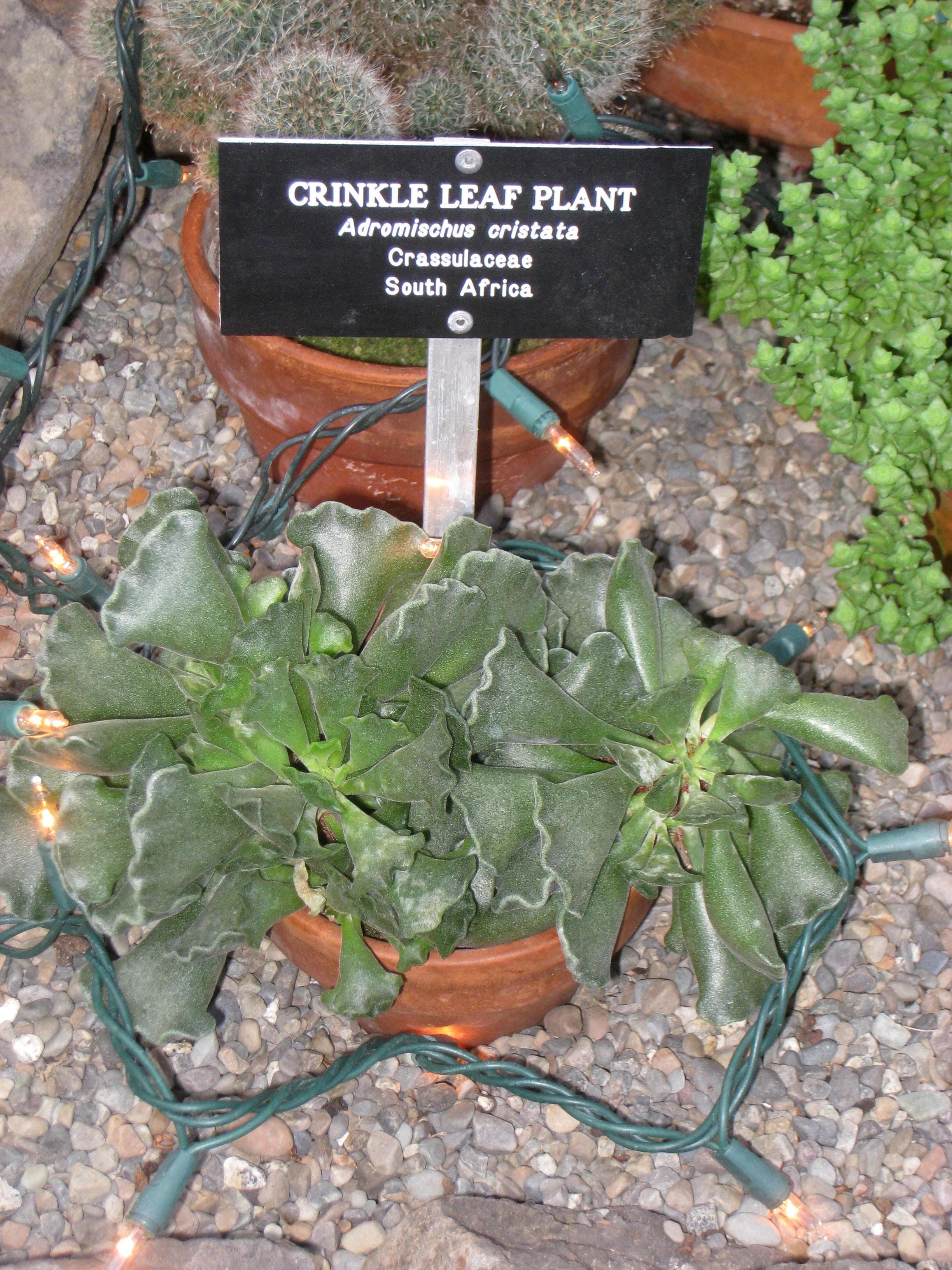 Crinkle leaf