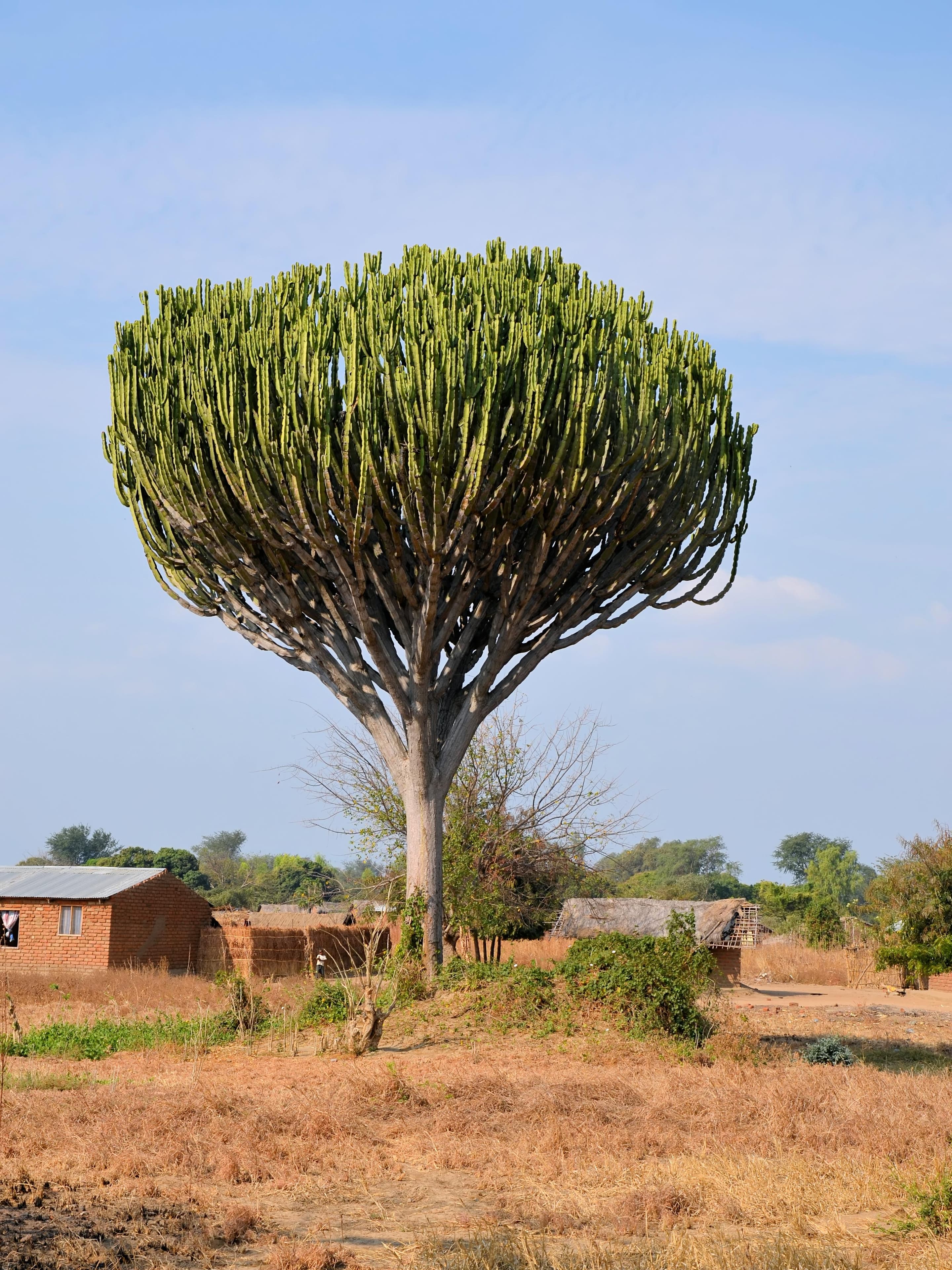 Candelabra tree