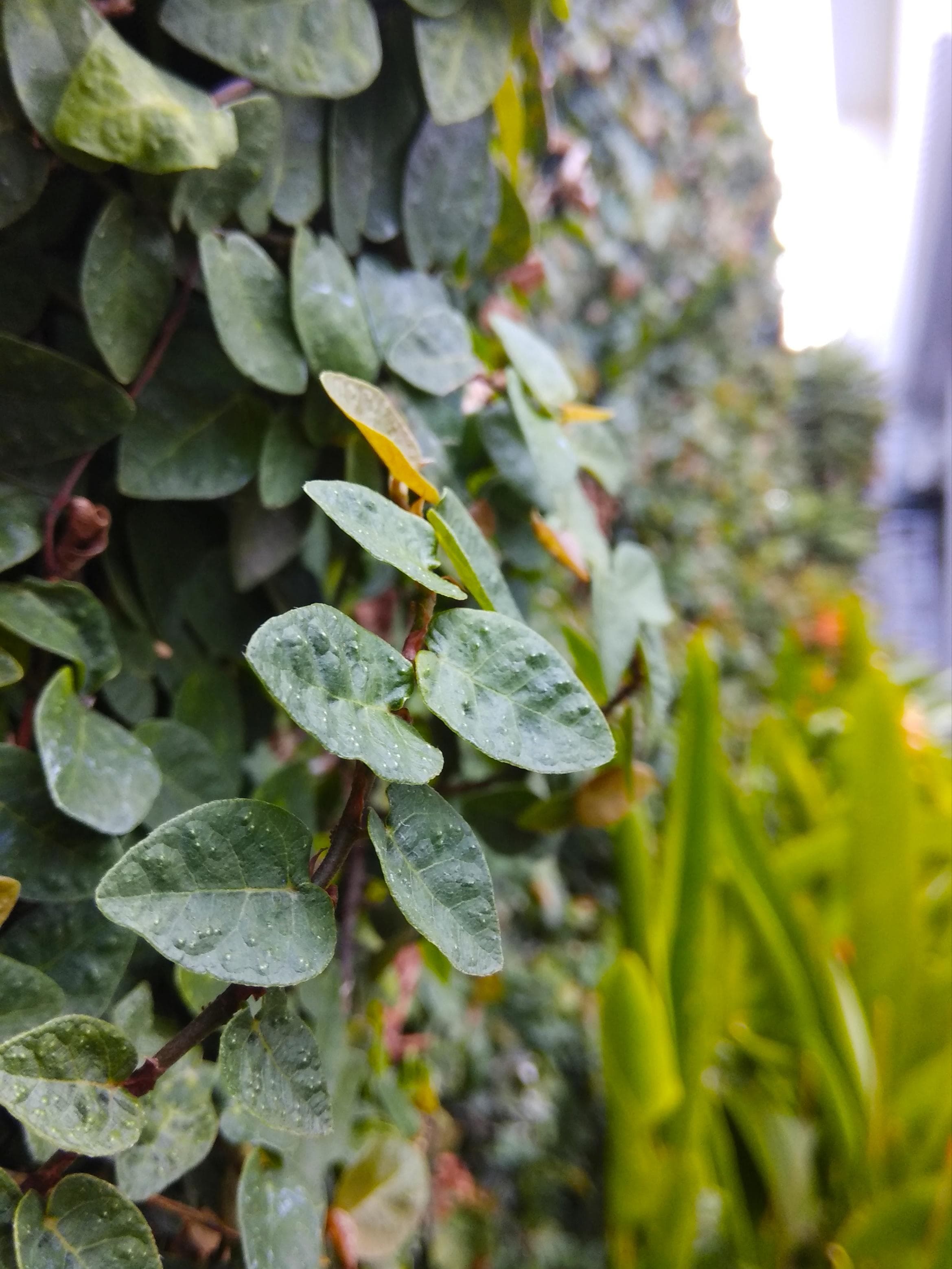 Creeping Fig