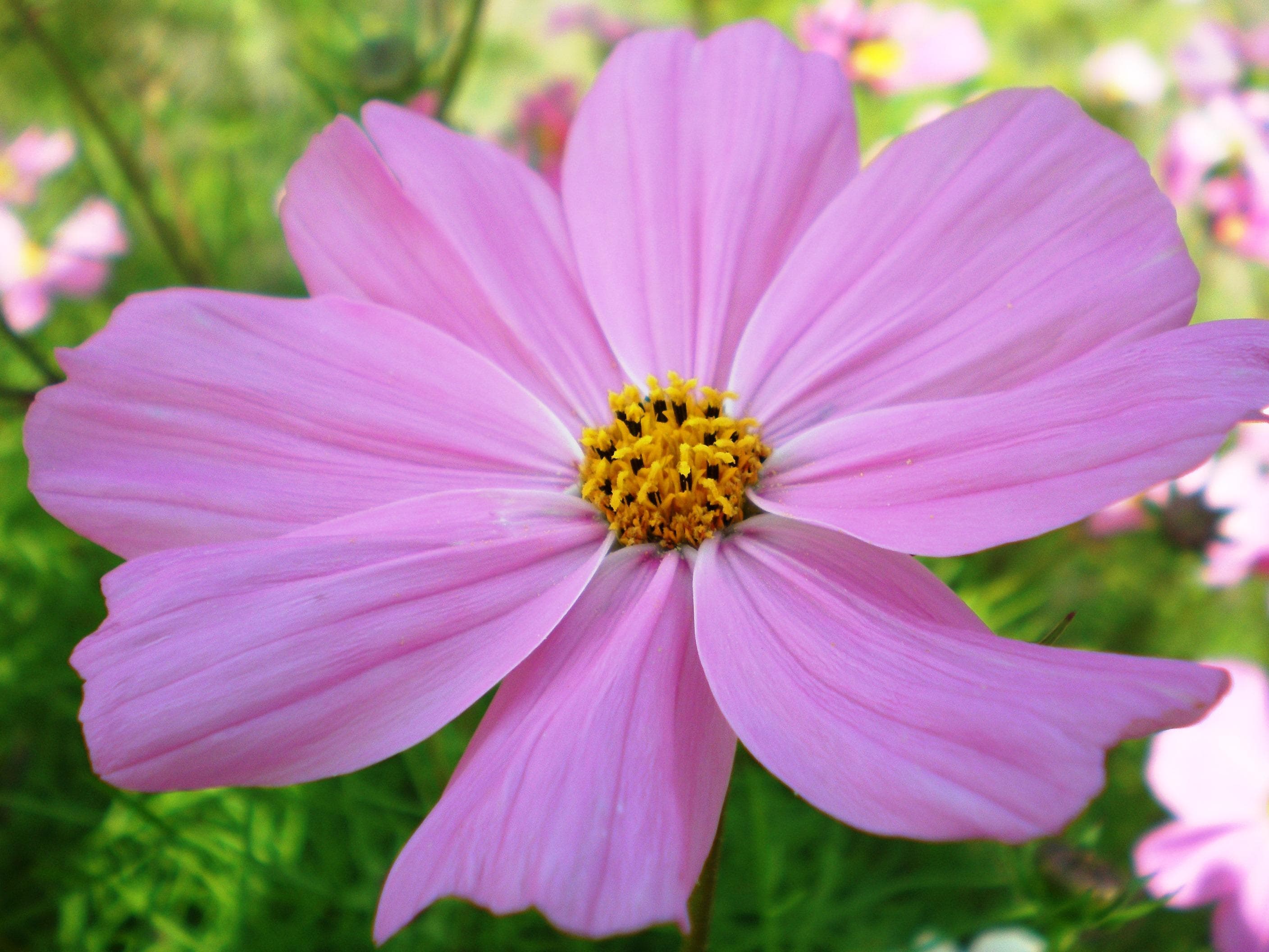 Garden cosmos