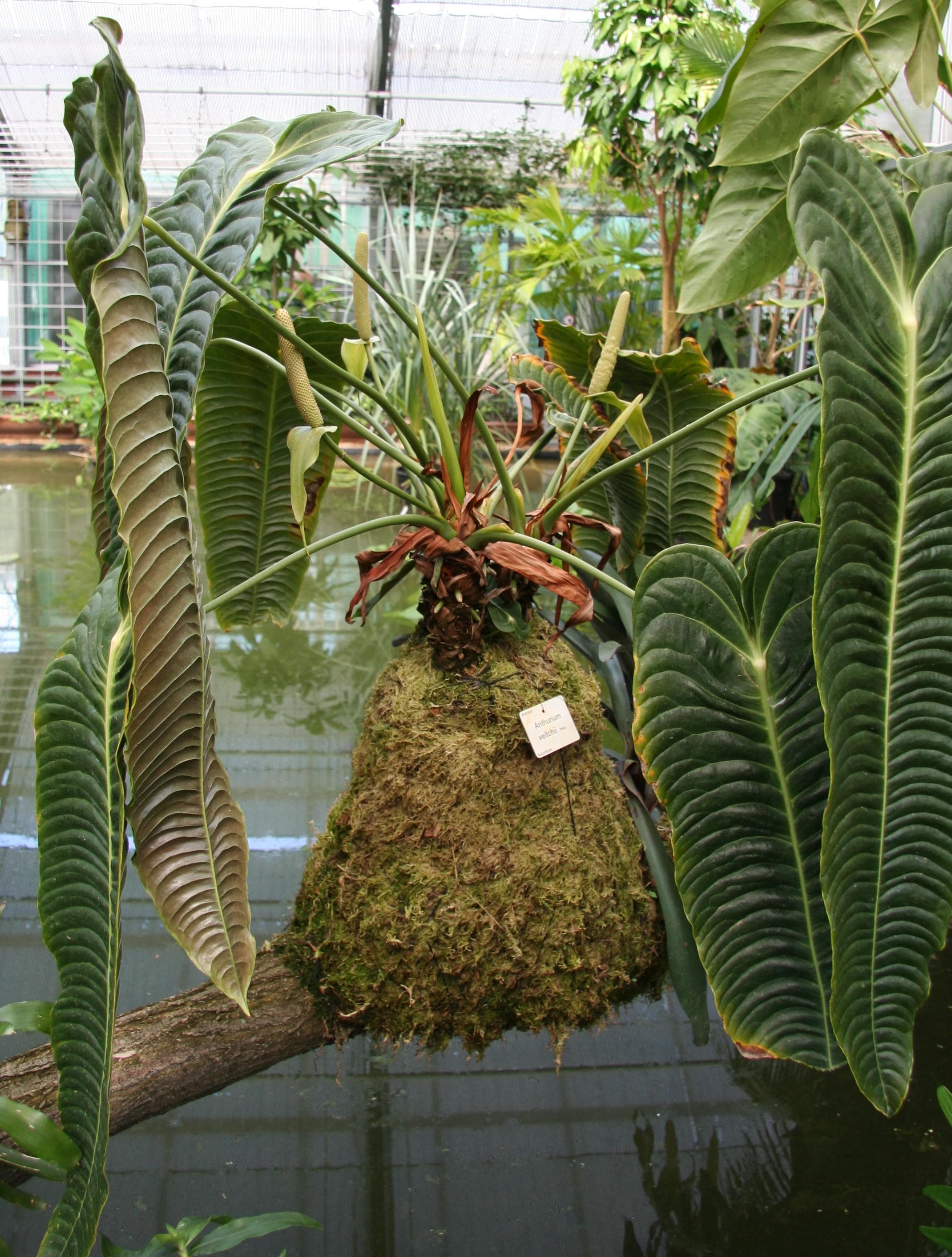 King Anthurium