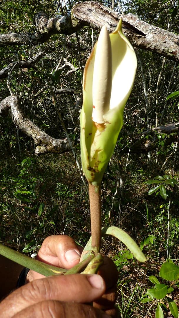 Philodendron pedatum