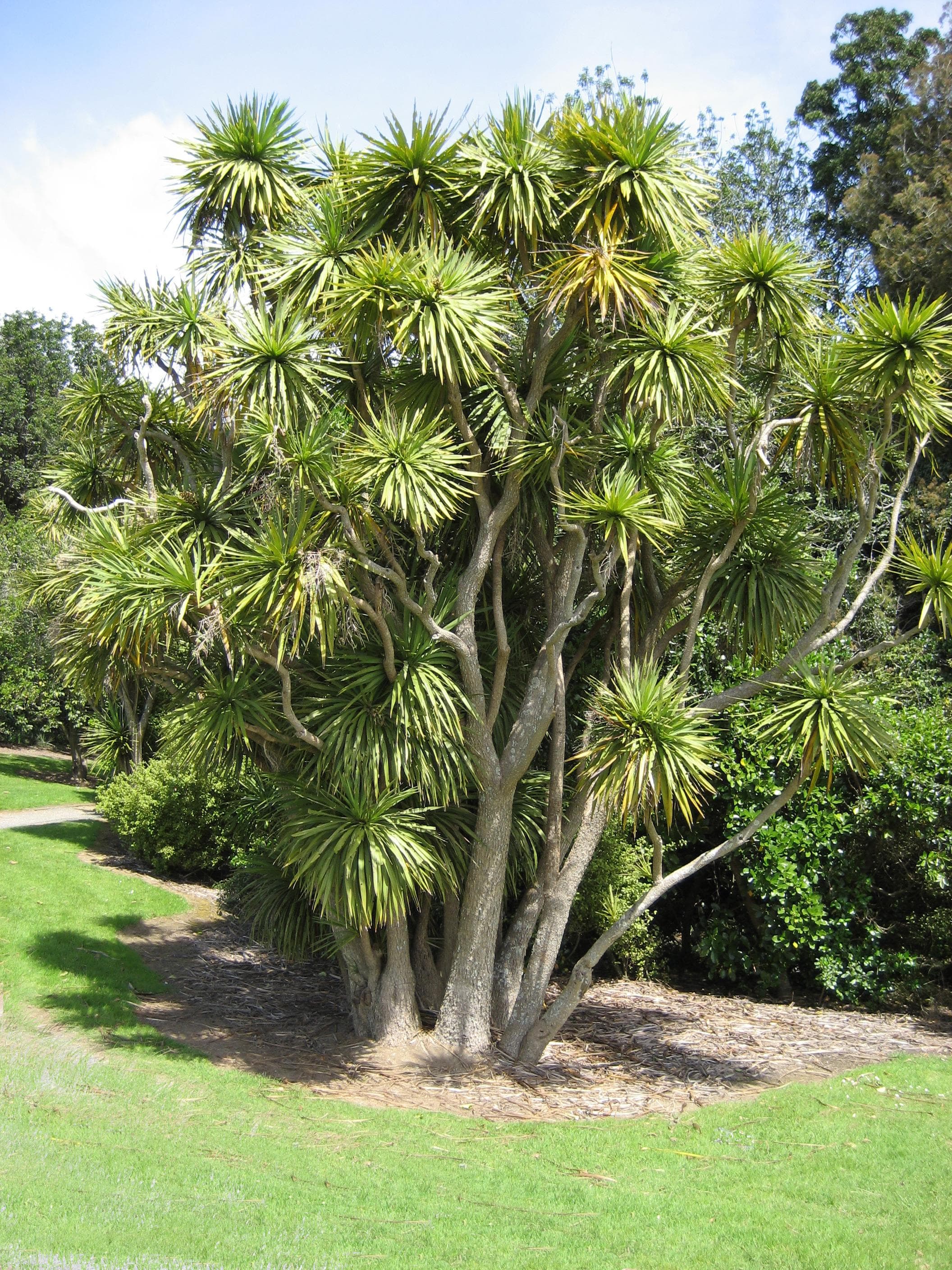 Cabbage tree