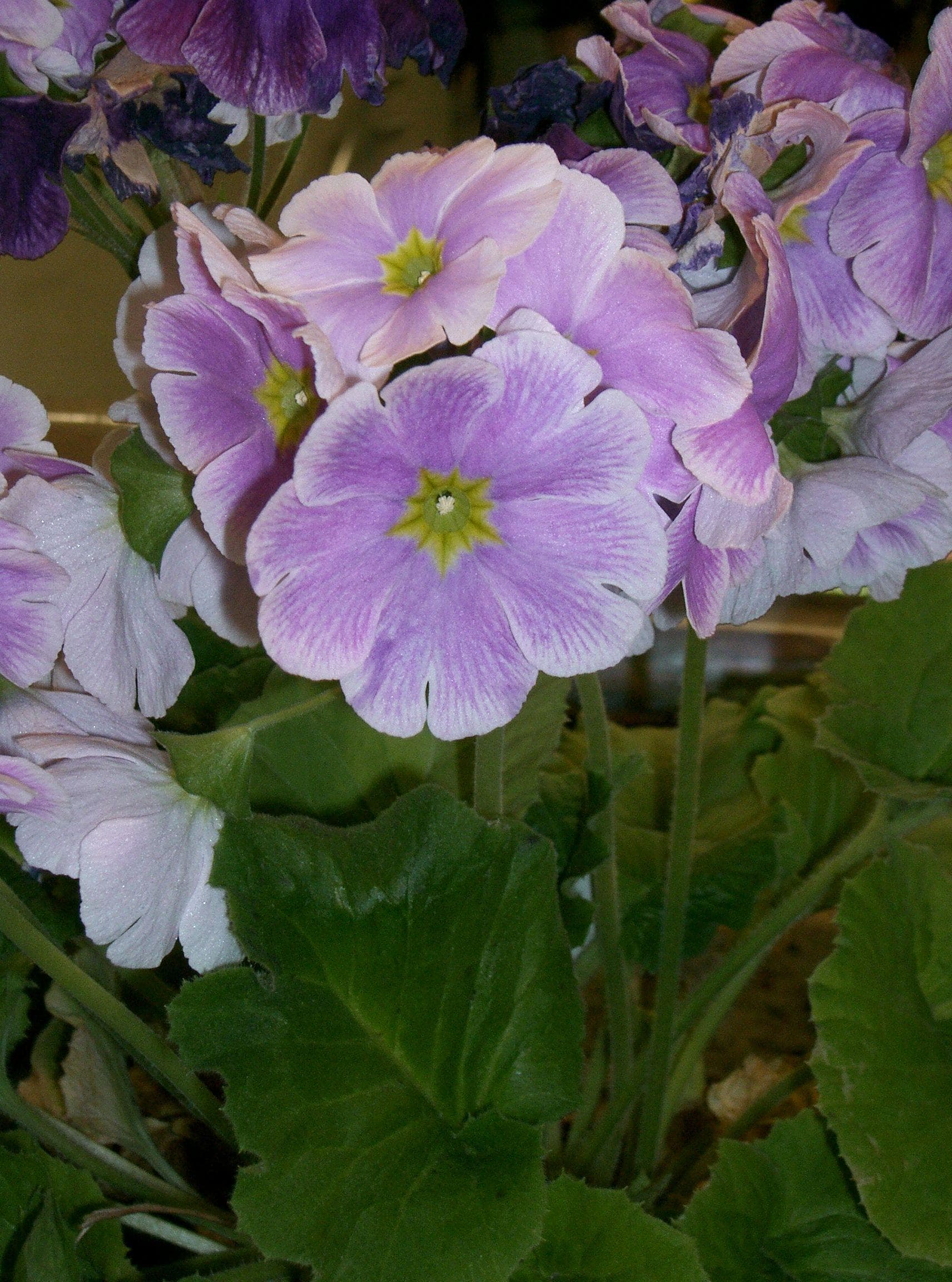 Poison Primrose