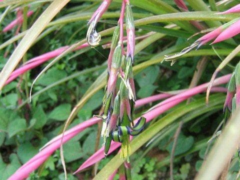 Queen's tears