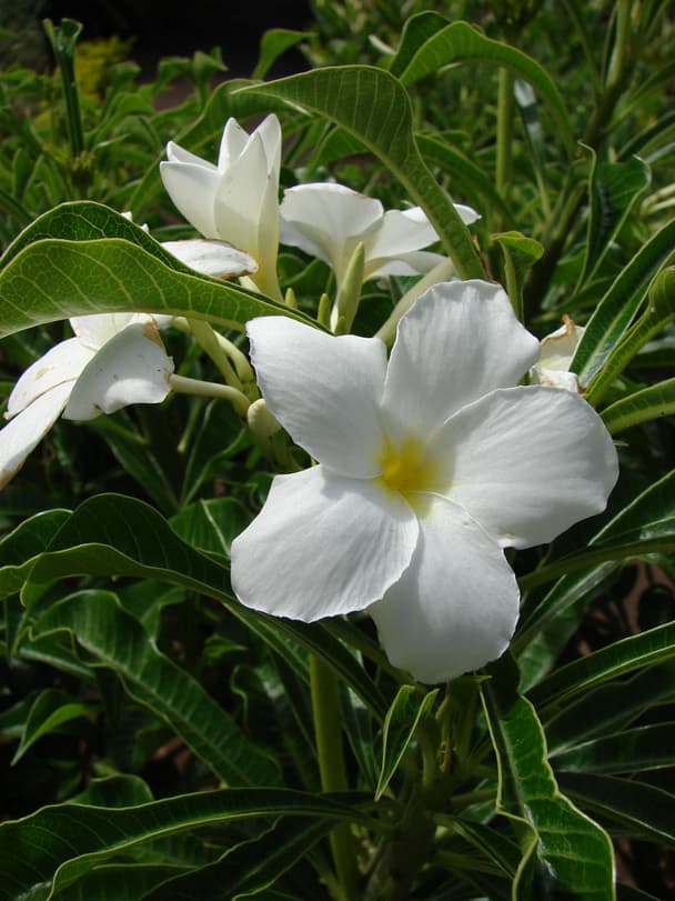 Hammerleaf Frangipani