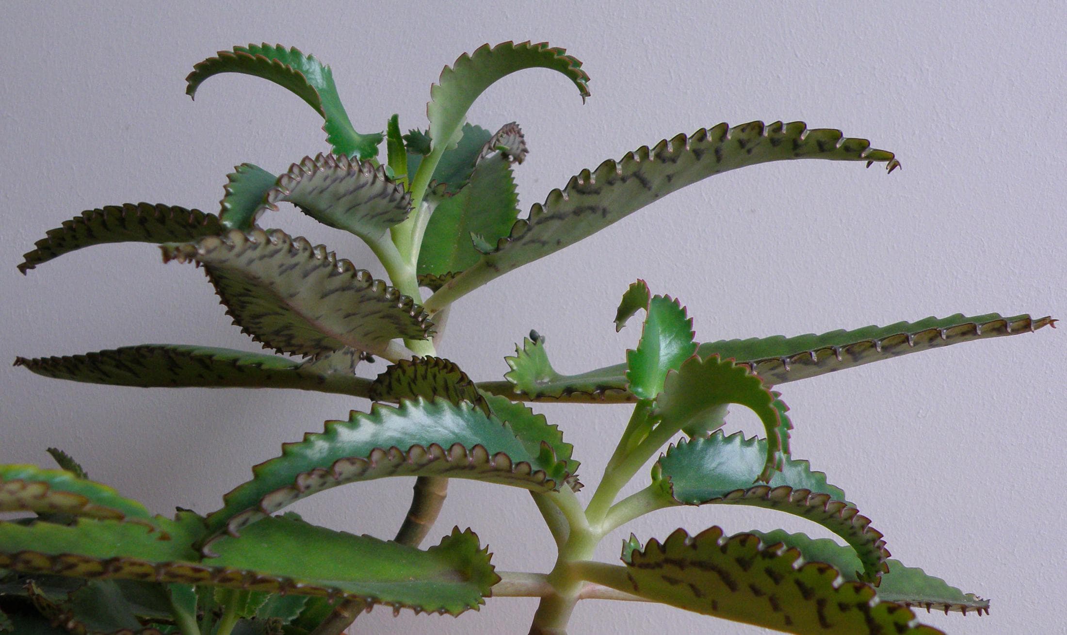 Mother of Thousands