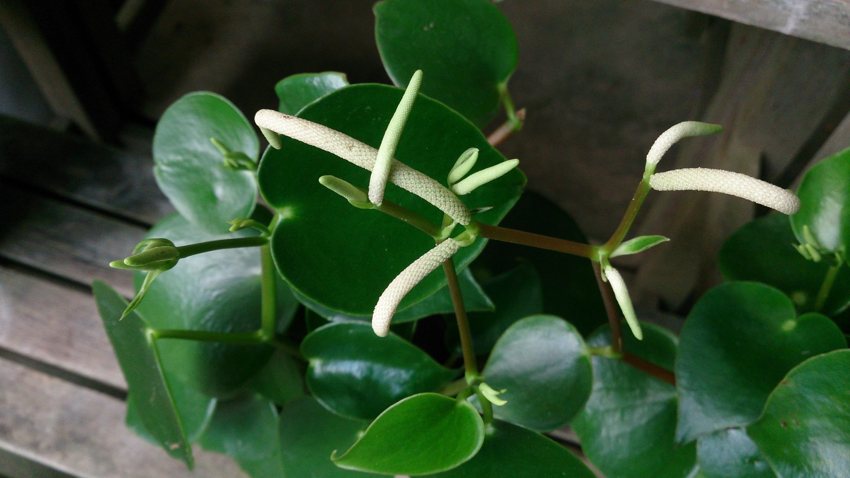 Raindrop Peperomia