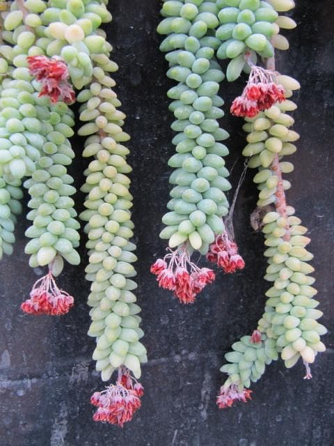 Burro's tail
