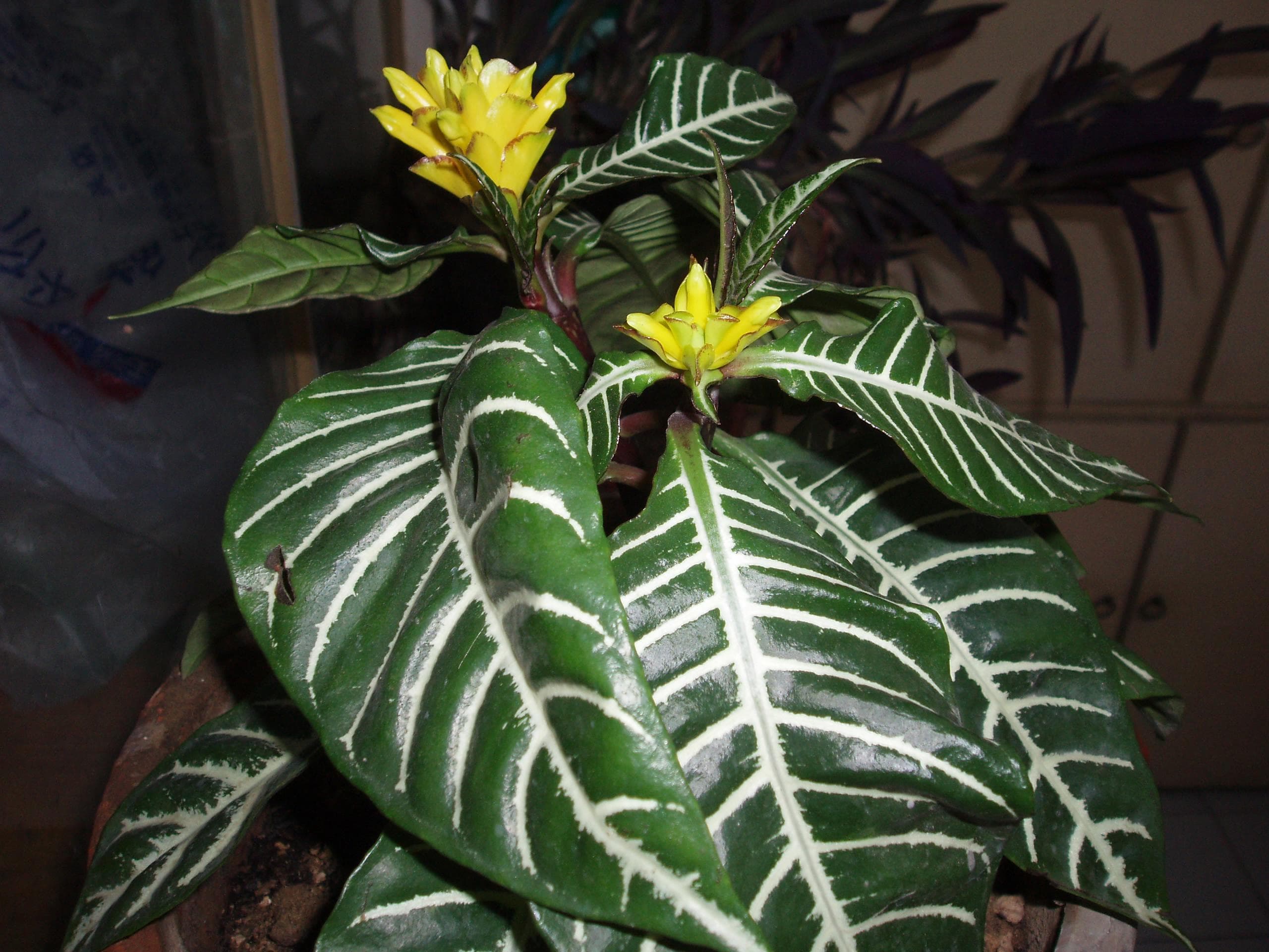 Zebra-plant