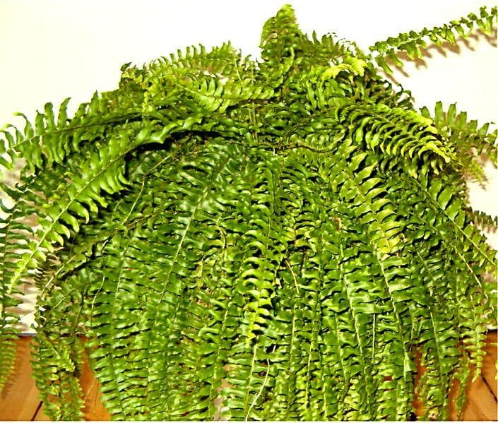 Southern Sword Fern