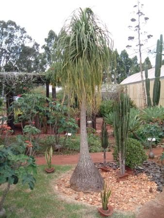 Ponytail Palm