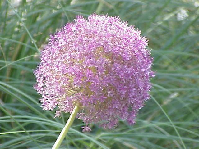 Giant allium