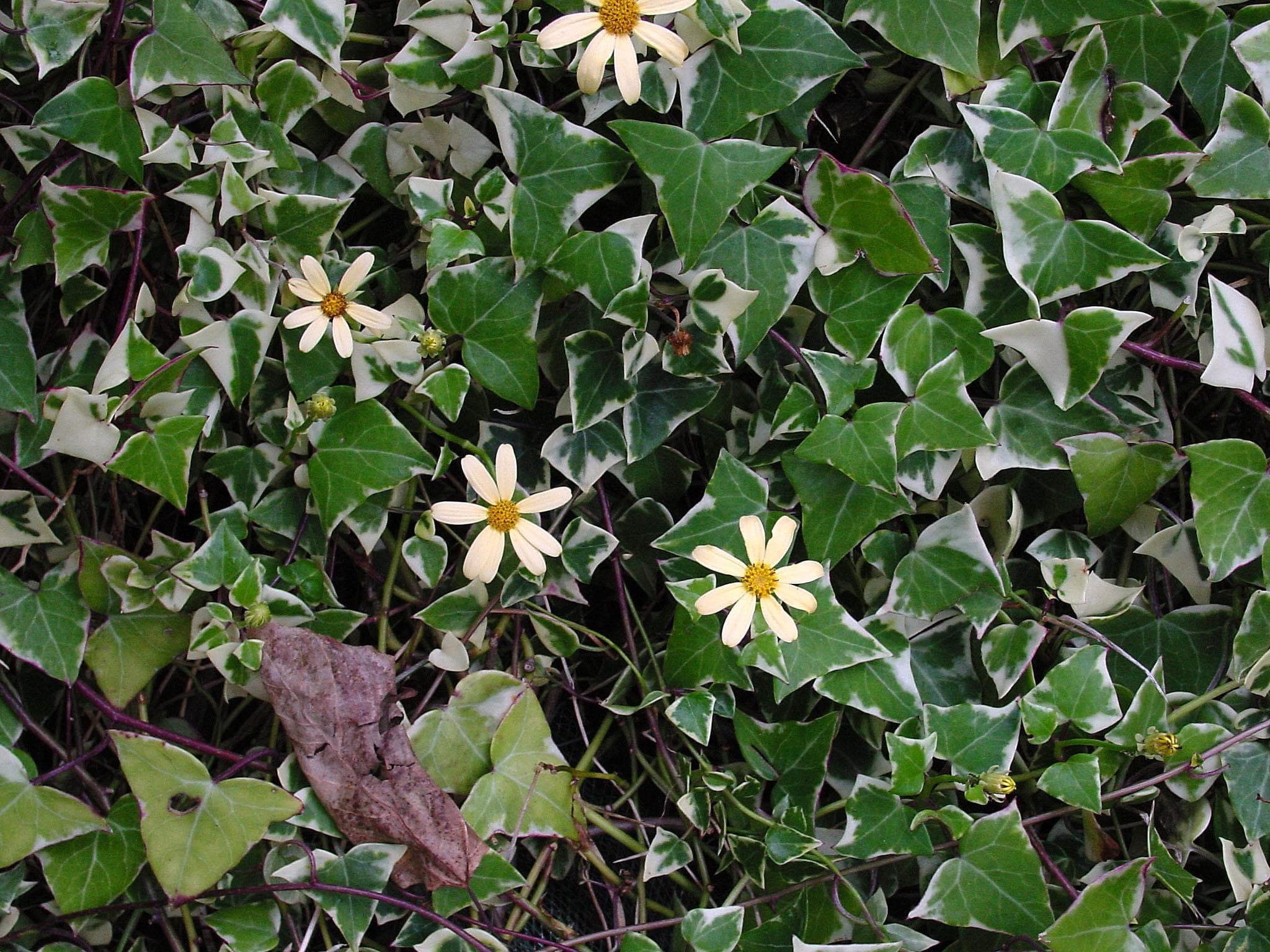 Variegated Wax Ivy