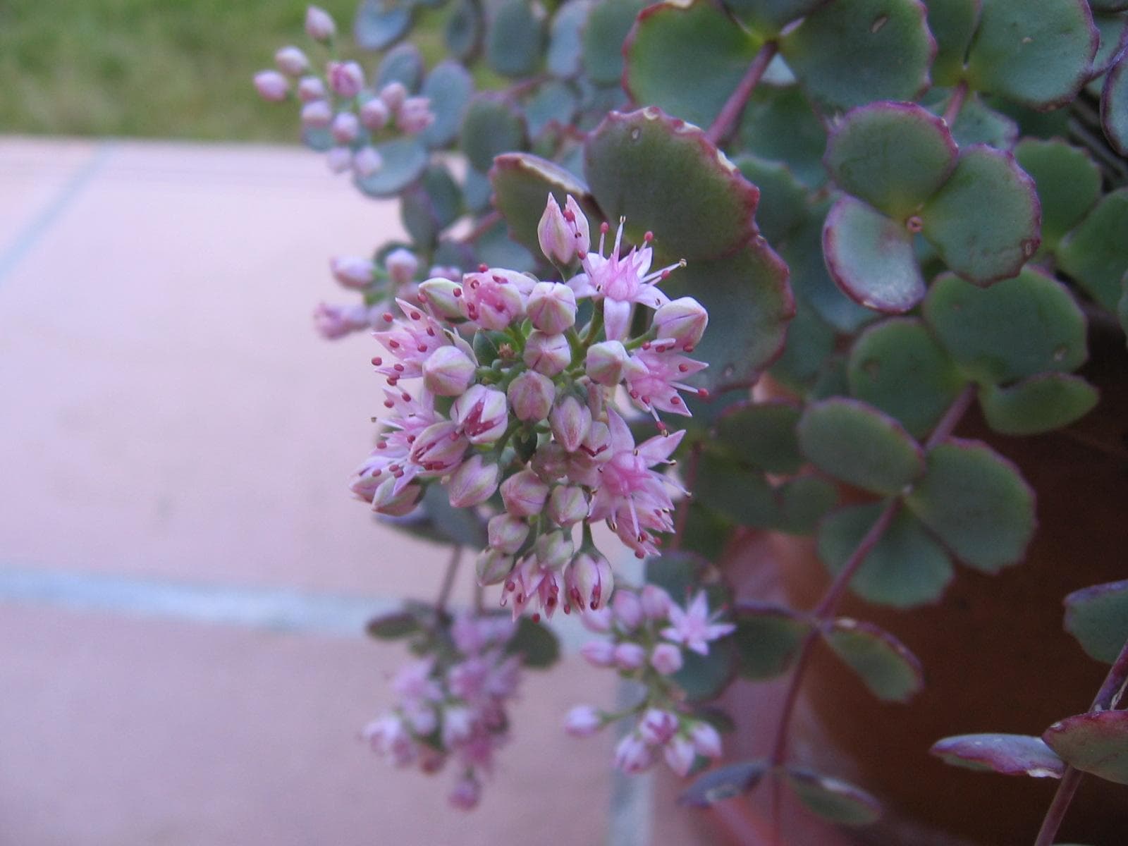 October Daphne