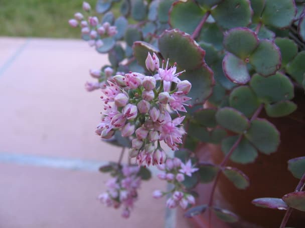 October Daphne