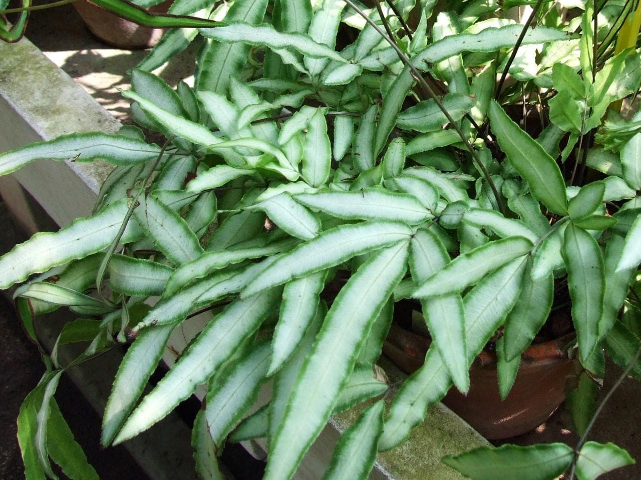 Ribbon Ferns