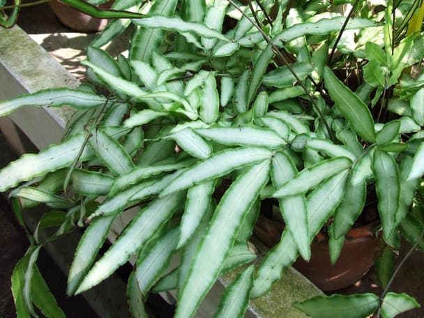 Ribbon Ferns