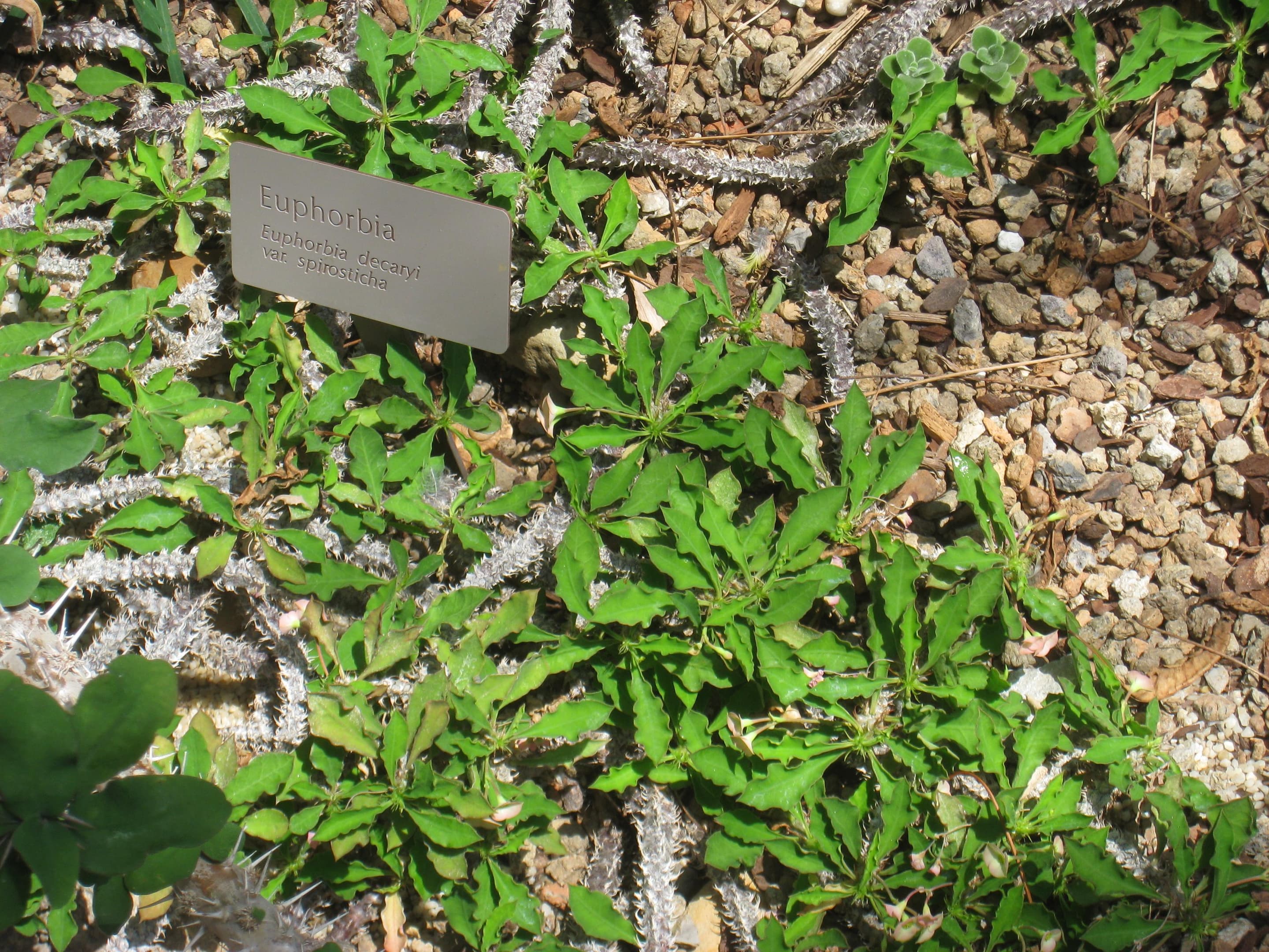 Euphorbia decaryi