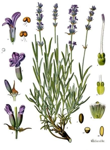English lavender