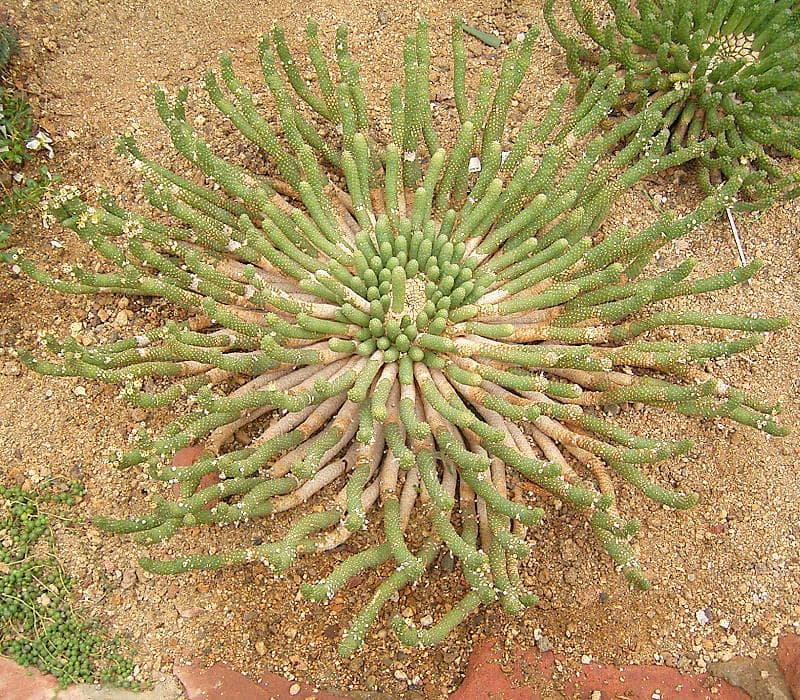 Porcupine Vingerpol