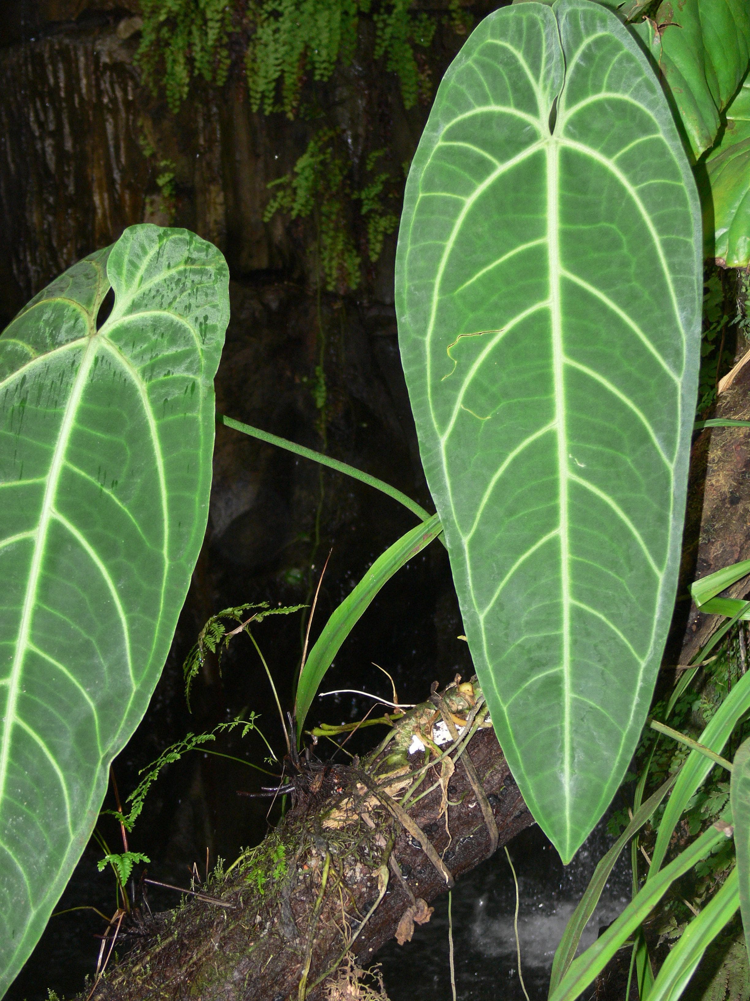 Queen Anthurium