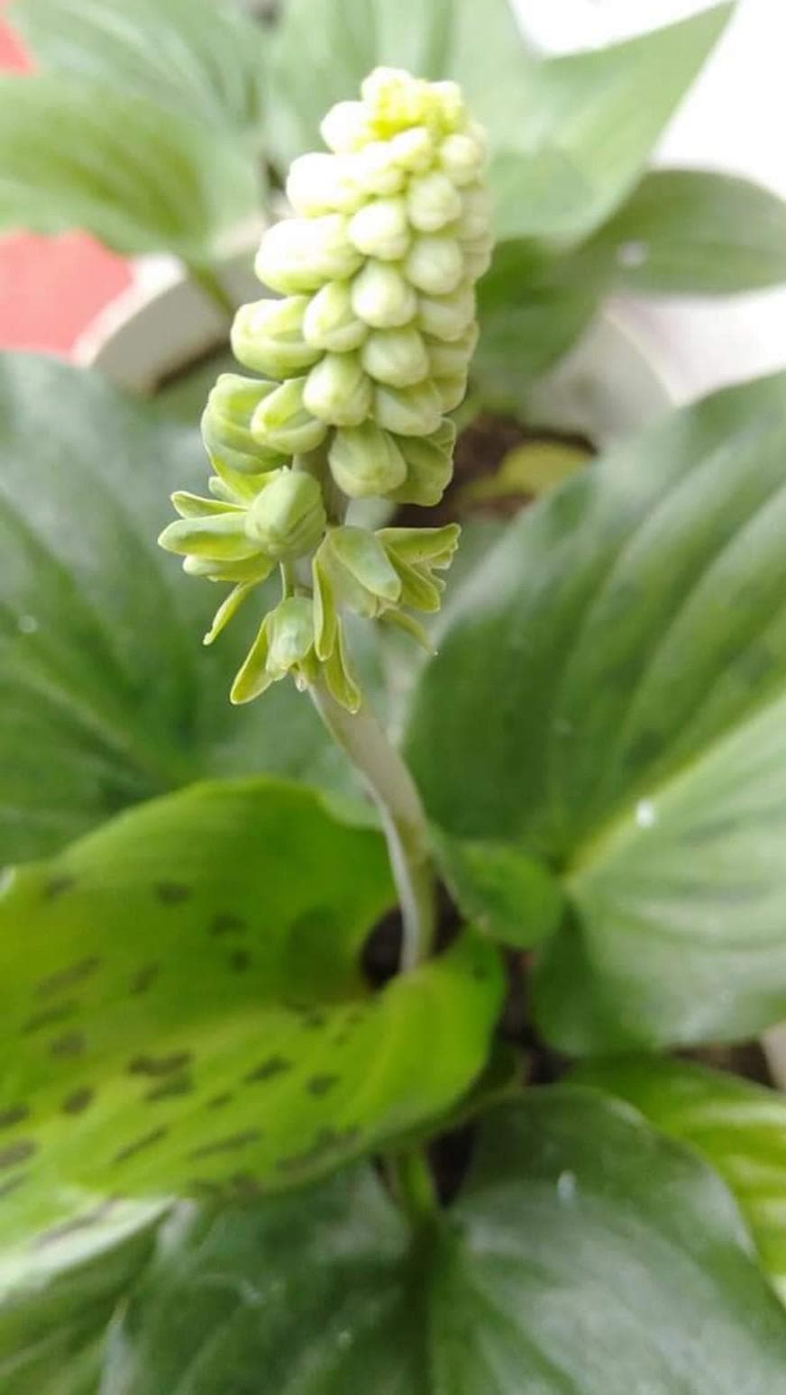 African False Hosta