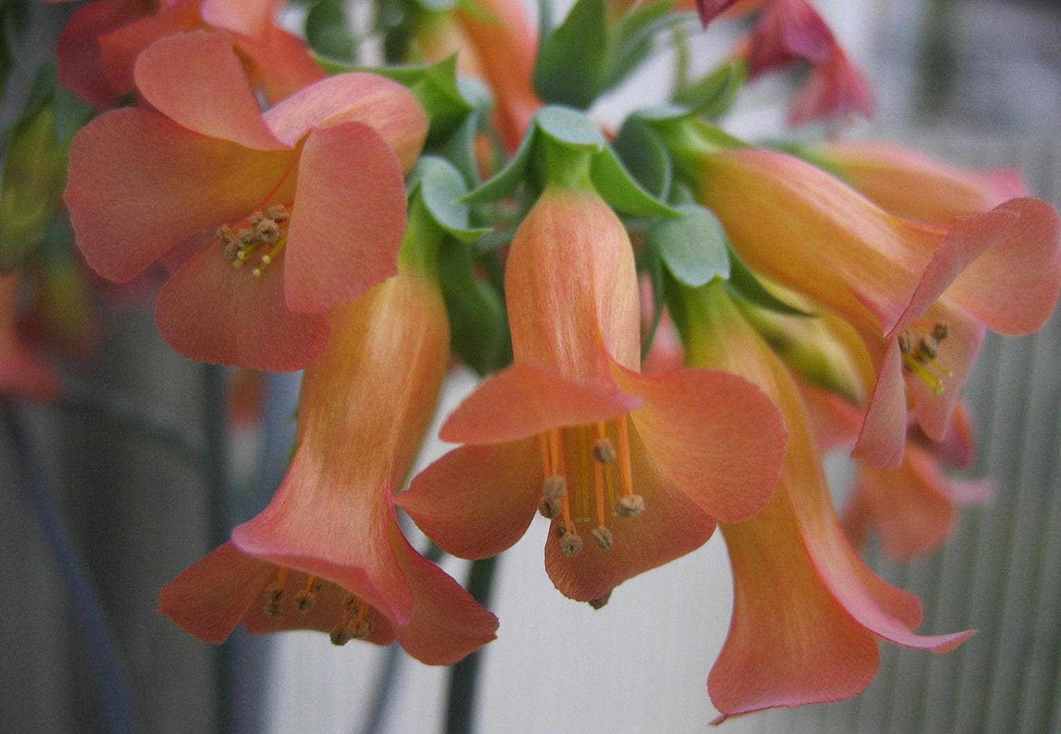 Chandelier plant