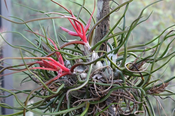 Bulbous airplant