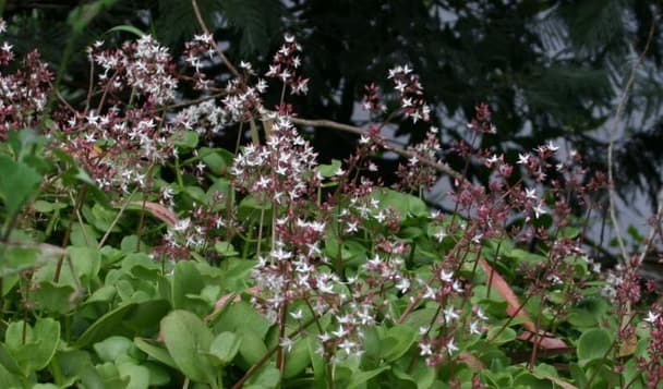 Fairy crassula