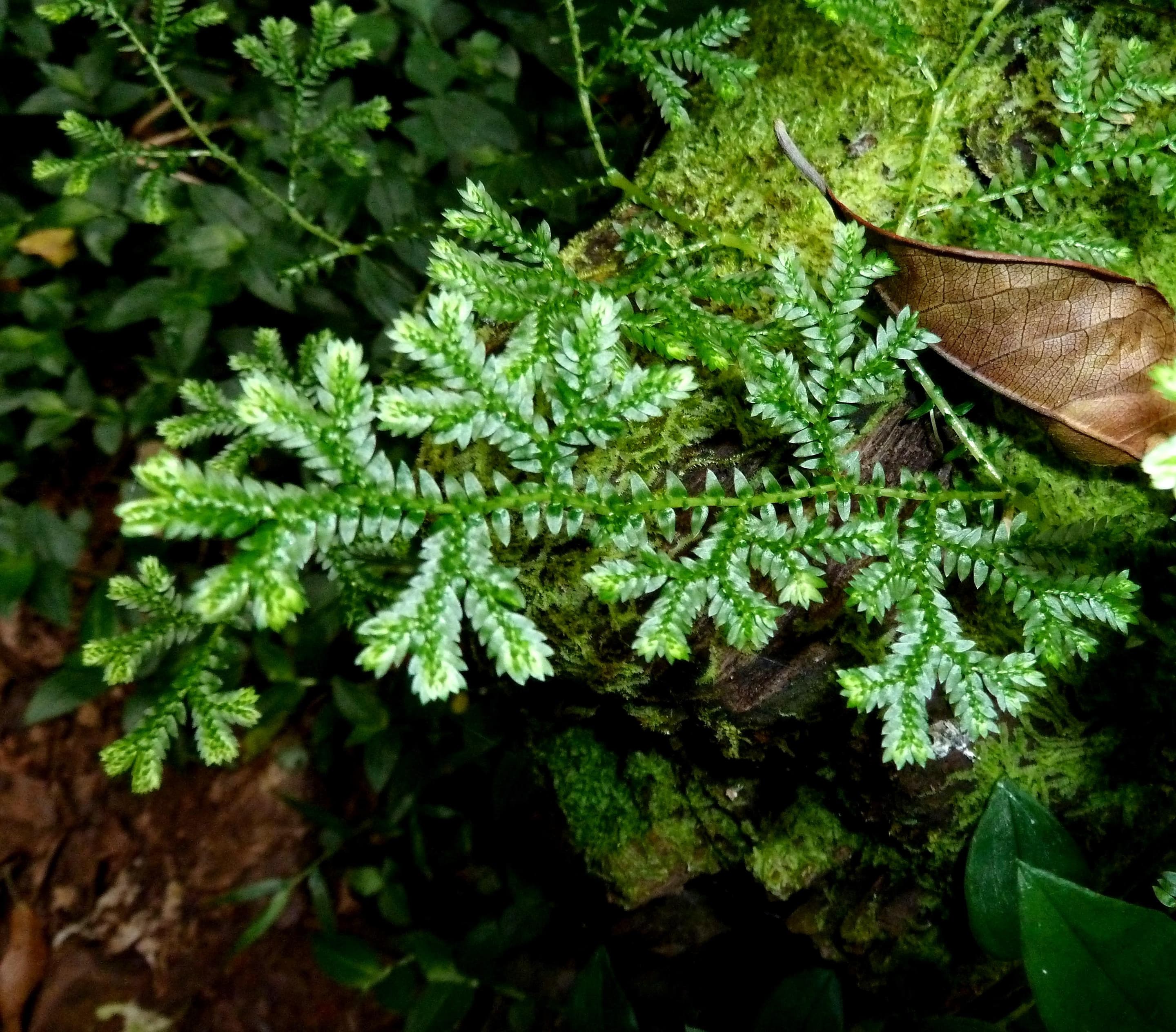 Krauss's Clubmoss