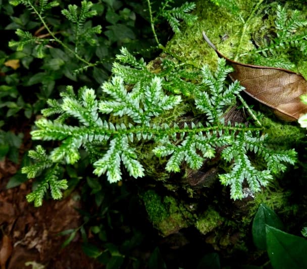 Krauss's Clubmoss