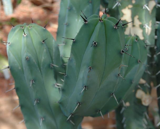 Bilberry Cactus