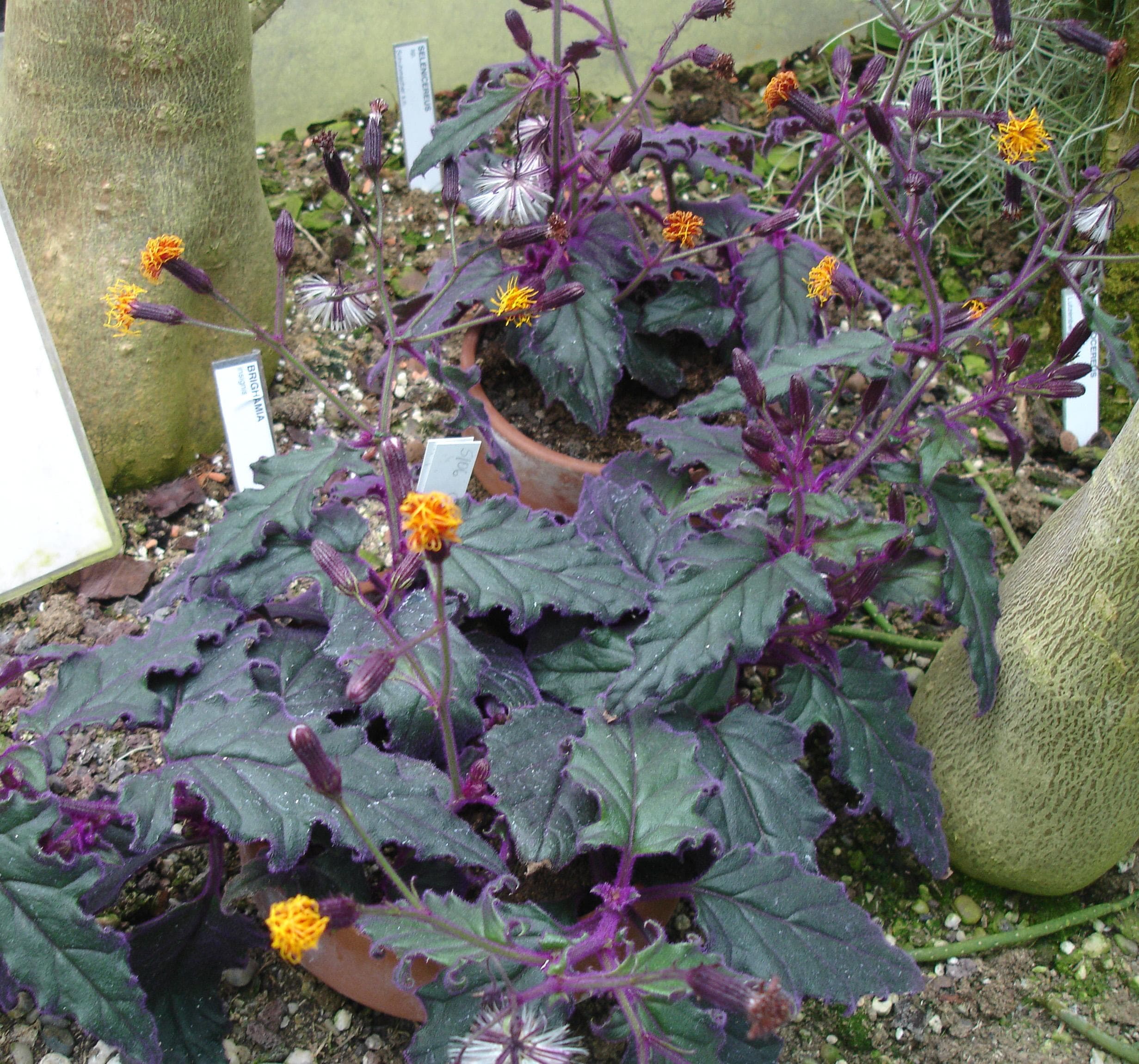 Purple Passion Plant